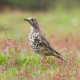 Mistle thrush Surrey 2