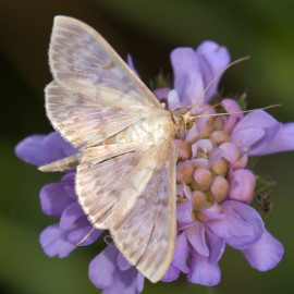 Mother of Pearl Moth
