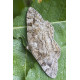 Mottled Beauty Moth