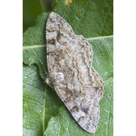 Mottled Beauty Moth