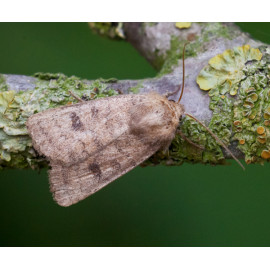 Mottled Rustic Moth