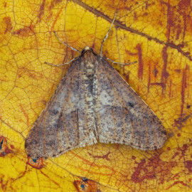 Mottled Umber Moth