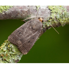 Mouse Moth