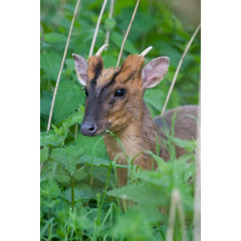 Muntjac in Undergrowth