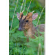 Muntjac in Undergrowth