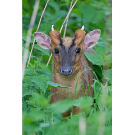 Muntjac Male in Undergrowth