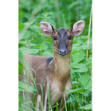 Muntjac Male Thetford