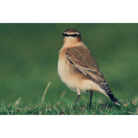 Northern Wheatear, Scillies