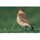 Northern Wheatear, Scillies
