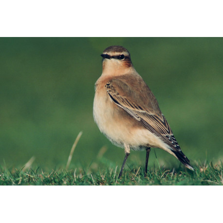 Northern Wheatear, Scillies