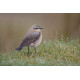 Northern Wheatear, Wales