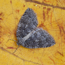 November agg moth
