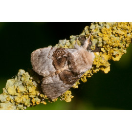 Nut tree tussock
