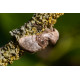Nut tree tussock 1