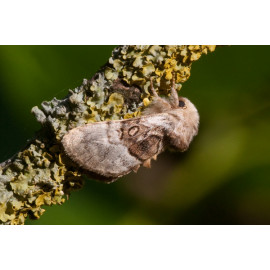 Nut tree tussock 1