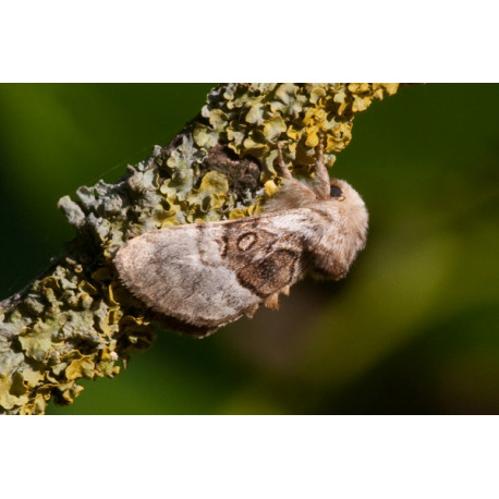 Nut tree tussock 1