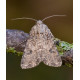 Nutmeg Moth