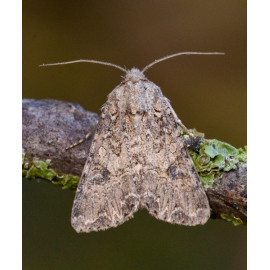 Nutmeg Moth