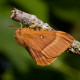 Oak Eggar Moth
