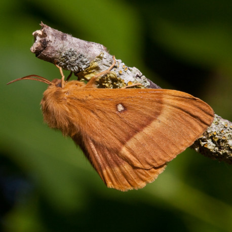 Oak Eggar Moth