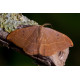 Oak Hook Tip Moth