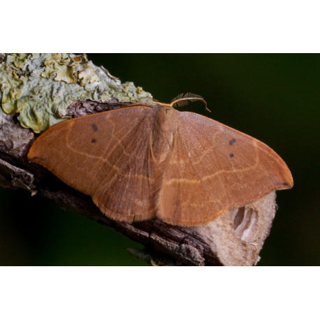 Oak Hook Tip Moth