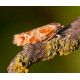 Orange Spotted Shoot moth