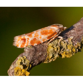 Orange Spotted Shoot moth