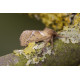 Orange Swift moth