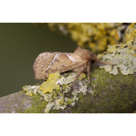 Orange Swift moth