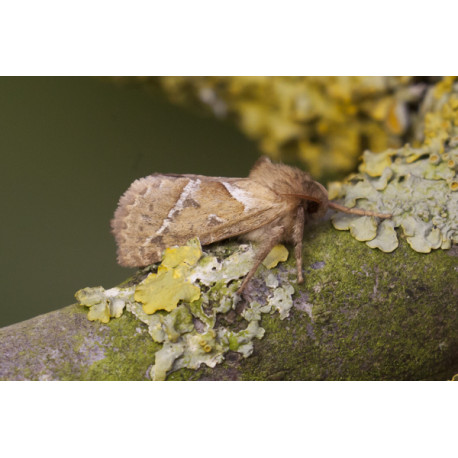 Orange Swift moth