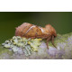 Orange Swift moth 1