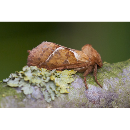 Orange Swift moth 1