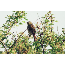 Ortolan Bunting Minsmere
