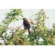 Ortolan Bunting Minsmere