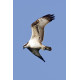 Osprey Holkham