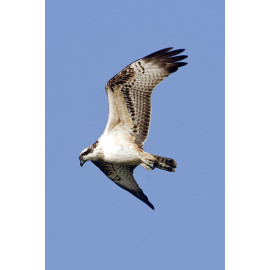 Osprey Holkham