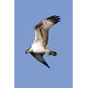Osprey Holkham