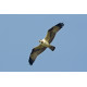 Osprey Holkham 1