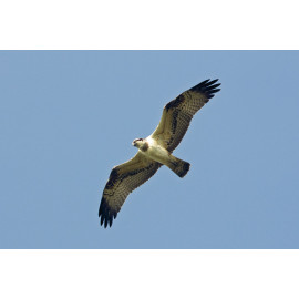 Osprey Holkham 1