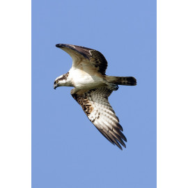 Osprey Holkham 2