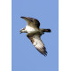 Osprey Holkham 2