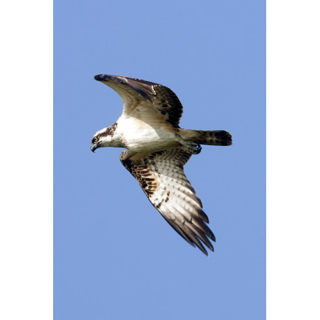 Osprey Holkham 2