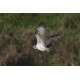 Osprey Holkham 3