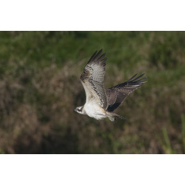 Osprey Holkham 3