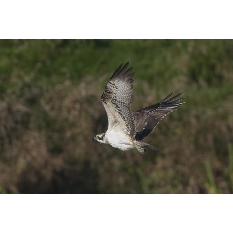 Osprey Holkham 3
