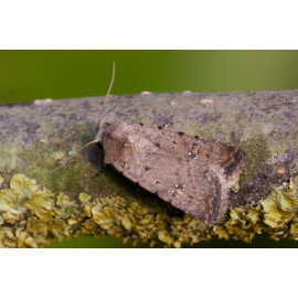 Pale Mottled Willow Moth