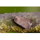 Pale Prominent Moth