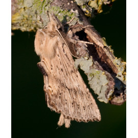 Pale Prominent Moth 1