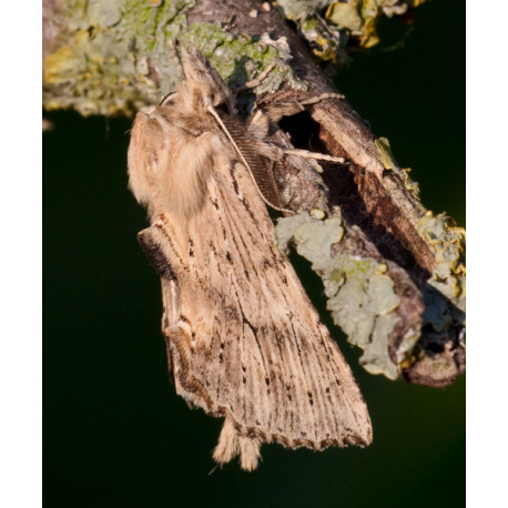 Pale Prominent Moth 1